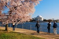 Taking in the sights of the blooming cherry blossom trees in Washington, DC