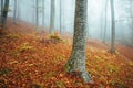 Folliage at Foreste Casentinesi National Park, Italy Royalty Free Stock Photo