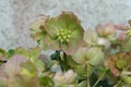 Christmas rose blossom (Genus Helleborus).