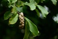 Follicle of magnolia denudata Royalty Free Stock Photo