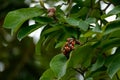 Follicle of magnolia denudata Royalty Free Stock Photo