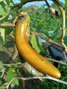 Golden Harvest: Cultivating Yellow Eggplant Delights