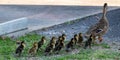 Follow the leader - Mallard mother duck and ducklings Royalty Free Stock Photo
