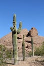 Three Saguaro Cacti/Concept: COME ALONG!