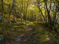 Follow the narrow woodland path through Froggat Woods down the hillside