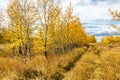 Fall in all of it`s colourful glory, Calgary, Alberta, Canada