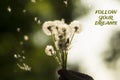 Follow your dreams concept. Dandelions on blurred background in the sunlight