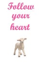 Follow your heart Text and Sheep on white background Royalty Free Stock Photo