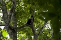Cahuita National Park, Capuchin Monkey