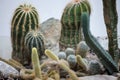 Different types of cactus, of varius shapes, from round to long cactus Royalty Free Stock Photo