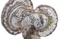 Fomentarius growing on timber Royalty Free Stock Photo