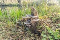 Fomes fomentarius commonly known as the tinder fungus, false tinder fungus, hoof fungus Royalty Free Stock Photo