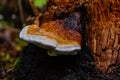 Fomes fomentarius, commonly known as the tinder fungus, false tinder fungus, hoof fungus, tinder conk, tinder polypore or ice man Royalty Free Stock Photo