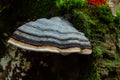 Fomes fomentarius, commonly known as the tinder fungus, false tinder fungus, hoof fungus, tinder conk, tinder polypore or ice man Royalty Free Stock Photo