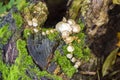 Fomes fomentarius - commonly known as the tinder fungus, false tinder fungus, hoof fungus, tinder conk, tinder polypore or ice man Royalty Free Stock Photo