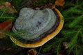 Fomes fomentarius, commonly known as the tinder fungus, false tinder fungus, hoof fungus, tinder conk, tinder polypore or ice man Royalty Free Stock Photo