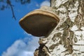 Fomes fomentarius, commonly known as the tinder fungus, false tinder fungus, hoof fungus, tinder conk, tinder polypore or ice man Royalty Free Stock Photo