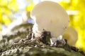 Fomes fomentarius - commonly known as the tinder fungus, false tinder fungus, hoof fungus, tinder conk, tinder polypore or ice man Royalty Free Stock Photo