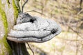 Fomes fomentarius commonly known as the tinder fungus on live tree Royalty Free Stock Photo