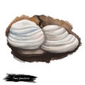 Fomes fomentarius, false tinder or hoof fungus, polypore or ice man mushroom closeup digital art illustration. Boletus has white Royalty Free Stock Photo