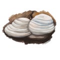 Fomes fomentarius, false tinder or hoof fungus, polypore or ice man mushroom closeup digital art illustration. Boletus has white