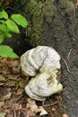 Fomes fomentarius mushroom Royalty Free Stock Photo