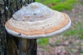 Fomes fomentarius mushroom Royalty Free Stock Photo