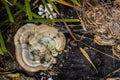 Fomes fomentarius mushroom on the trunk of an old poplar on a summer day