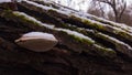 Fomes fomentarius mushroom on the trunk of the tree covered with snow. Hoof fungus plant growing during autumn season Royalty Free Stock Photo