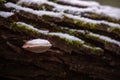 Fomes fomentarius mushroom on the trunk of the tree covered with snow. Hoof fungus plant growing during autumn season Royalty Free Stock Photo