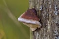 Fomes fomentarius.The species produces very large polypore fruit bodies which are shaped like a horse\'s hoof