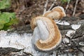 Fomes fomentarius tinder fungus on birch tree bark Royalty Free Stock Photo