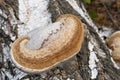 Fomes fomentarius tinder fungus on birch tree bark Royalty Free Stock Photo