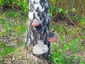 Fomes fomentarius tinder fungus on a birch trunk.