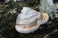 Fomes fomentarius,  tinder fungus on fallen birch tree selective focus Royalty Free Stock Photo