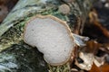 Fomes fomentarius,  tinder fungus on fallen birch tree selective focus Royalty Free Stock Photo