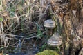 Fomes fomentarius  tinder fungus on fallen tree Royalty Free Stock Photo