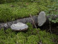 Fomes fomentarius tinder fungus fungal plant pathogen boreal forest macro Royalty Free Stock Photo