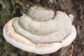 Fomes fomentarius , tinder fungus, hoof fungus, tinder conk, tin Royalty Free Stock Photo