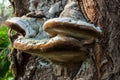 Nature\'s Tapestry: Fomes fomentarius on Tree Bark in the Forest