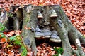 Fomes fomentarius, wood sponge fungus, photo