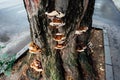 Fomitella tree fungus Royalty Free Stock Photo