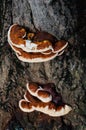 Fomitella tree fungus Royalty Free Stock Photo