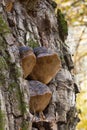 Fomitiporia robusta(Phellinus robustus)is a species of wood-decaying fungi that belongs to the family Hymenochaetaceae Royalty Free Stock Photo