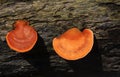 Fomitopsidaceae, growing on a dead tree trunk, is a family of fungi in the order Polyporales Royalty Free Stock Photo