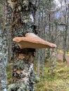 Tree Fungi - Caledonian Forest - Scotland
