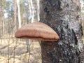 Fomitopsis Betulina