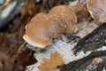 Fomitopsis betulina, Piptoporus betulinus, birch polypore on fallen tree