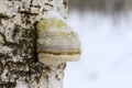 Fomitopsis betulina previously Piptoporus betulinus, commonly known as the birch polypore, birch bracket, or razor strop, is a c Royalty Free Stock Photo