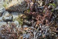 Find the crab. Marine seaweed bottom discovered after the tide.